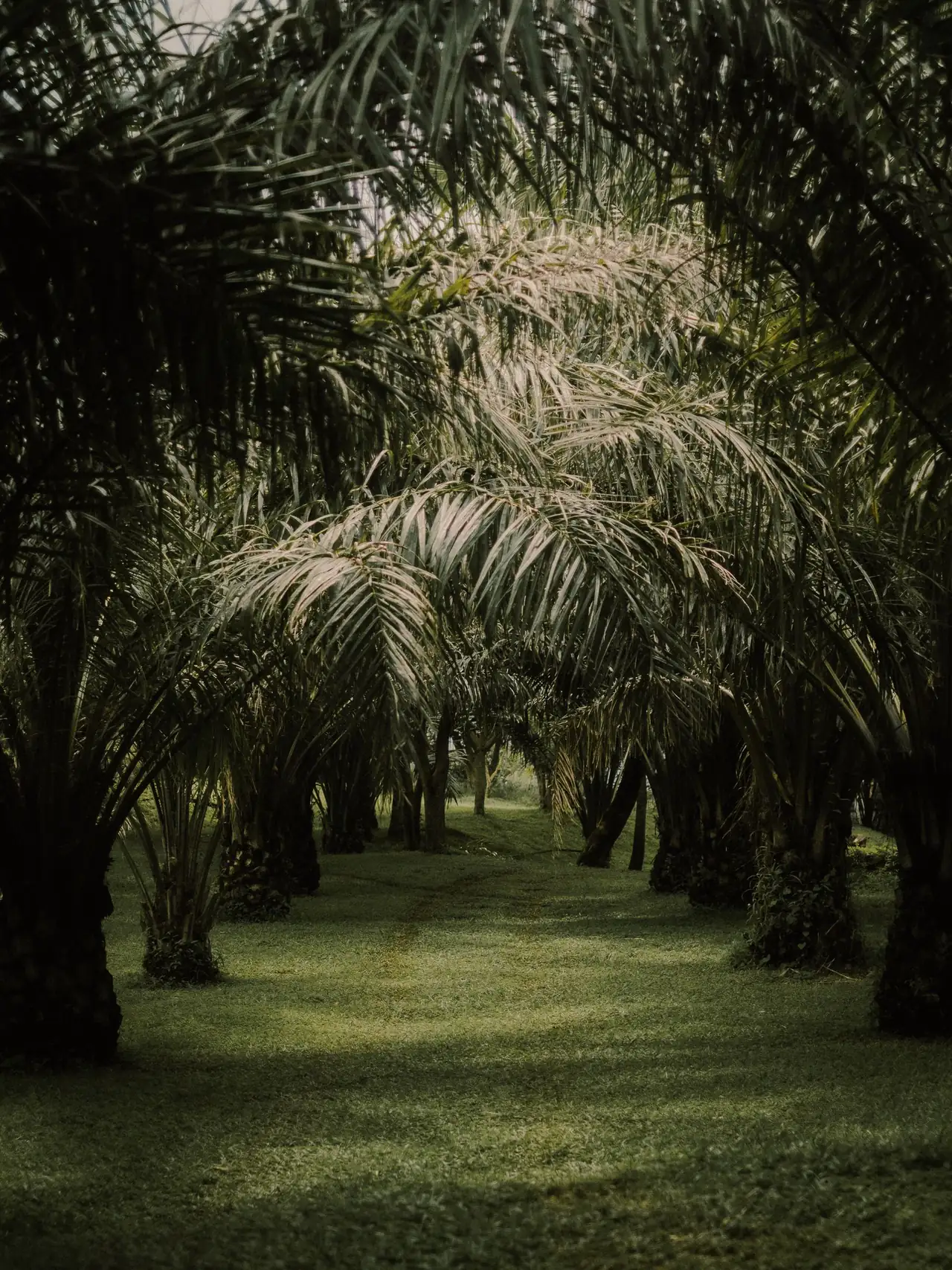 Mature oil palms in rows over green undergrowth in a Nigerian palm grove
