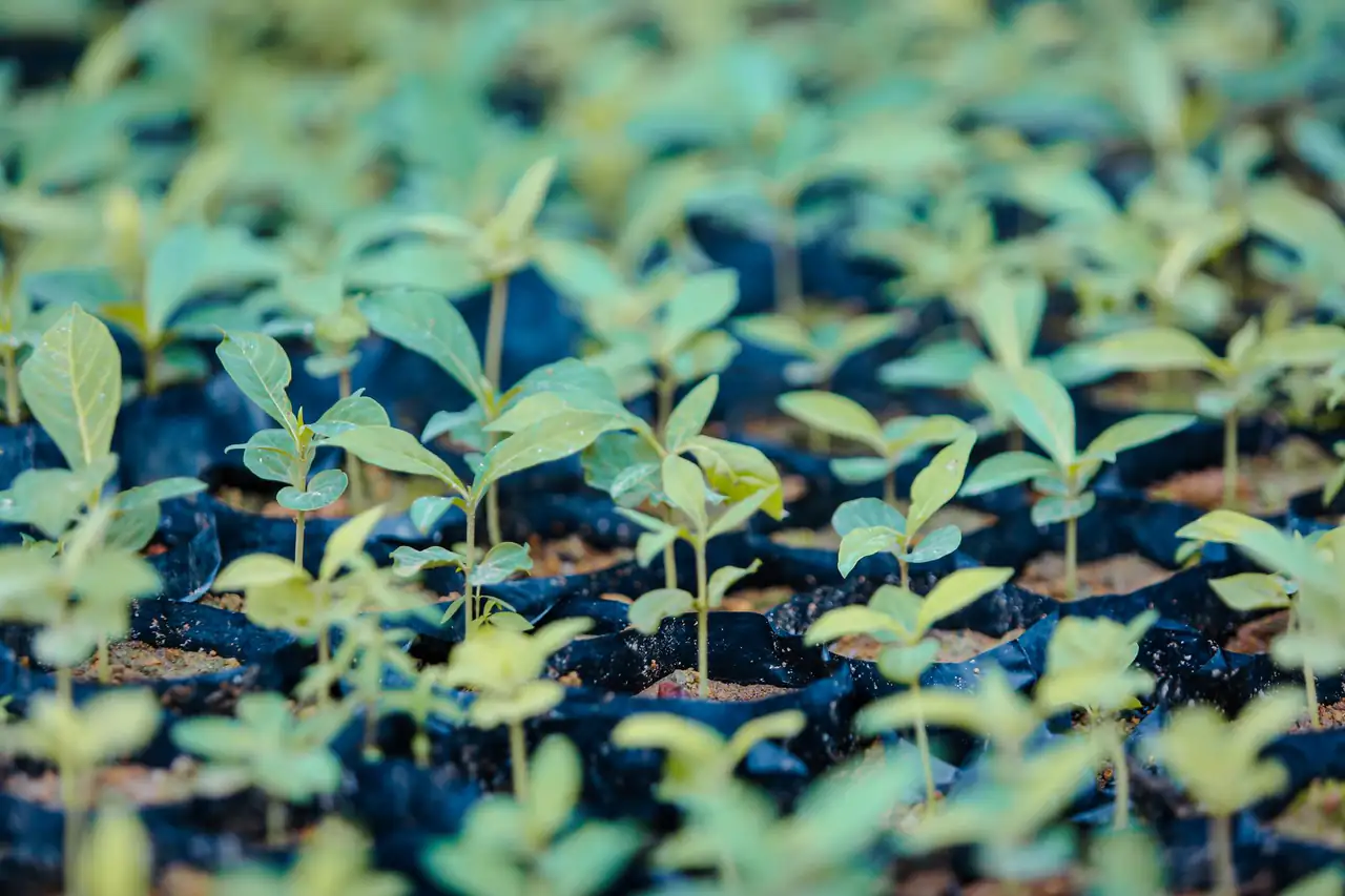 Rows of young seedlings in black nursery bags